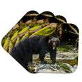 Set of 4 Coasters N241