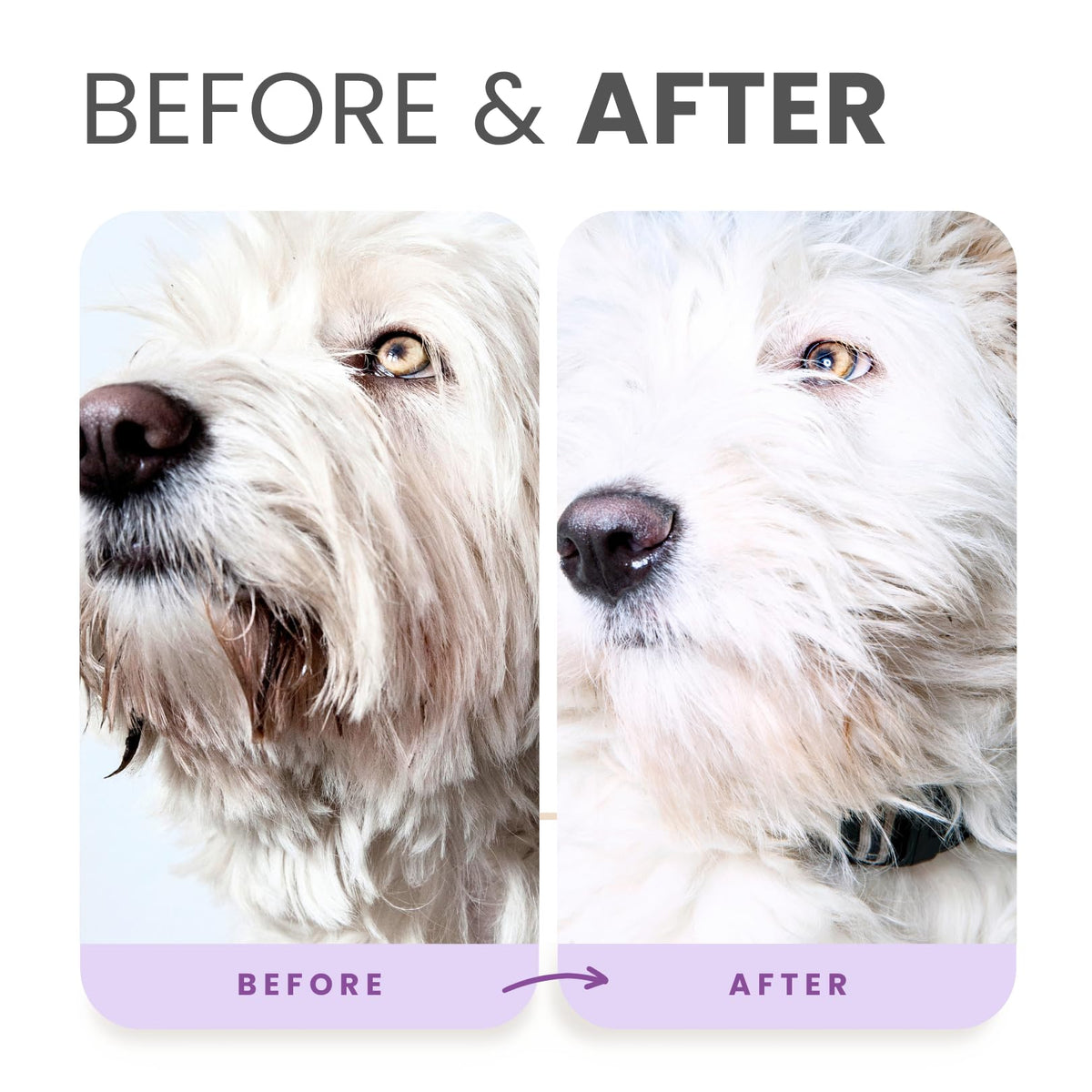 Brightening Dog Shampoo with Aloe & Provitamin B5 16oz J41911